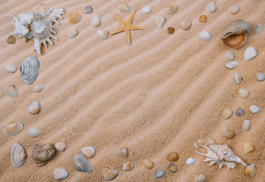 Sea Shells Background Sea Shells Background