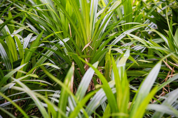 Field in Chiang Mai, Thailand