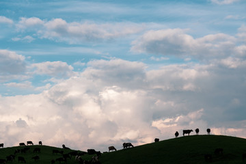 Fototapeta na wymiar Backlight Ruminating Cows in Waikato in New Zealand