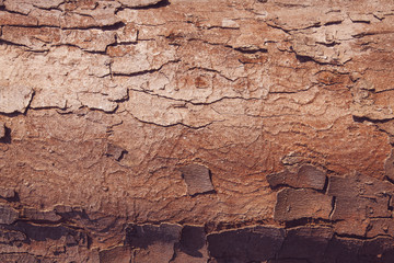 The bark of the tree. Texture. Pattern. Background.