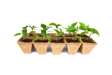 Seedlings of pepper in peat pots isolated