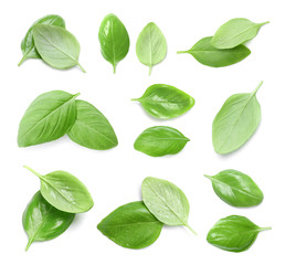 Set of fresh green basil leaves on white background, top view