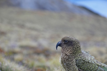 Wilder Kea Papagei in den Bergen in Neuseeland