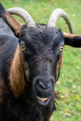 Goat Front Portrait