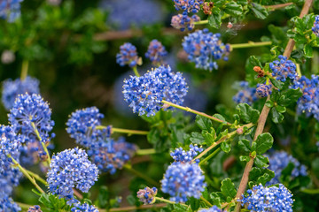 California Lilacs in Garden near Taupo in New Zealand