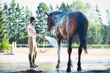 Brown horse dont want to have a shower