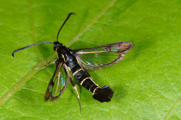 Synanthedon tipuliformis Johannisbeer-Glasflügler DE, NRW, Leverkusen 03.06.2014