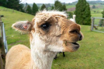 Obraz premium Light Fawn Alpaca Close-up near Taupo in New Zealand