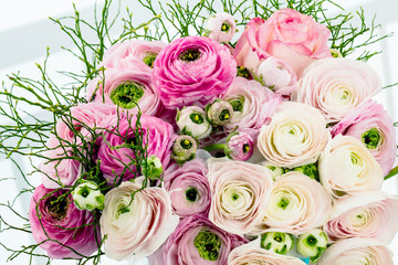 Persian buttercup. Bunch pale pink ranunculus flowers light background. Wallpaper, Horizontal photo 