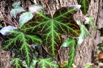 Ivy leaves on the background of a tree