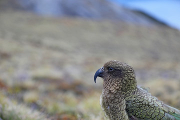 Wilder Kea Papagei in den Bergen in Neuseeland