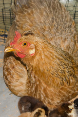 creole hen with newborn chicks in rustic farmyard
