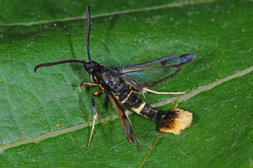 Synanthedon andrenaeformis Schneeball-Glasflügler DE, NRW, Leverkusen 08.06.2014