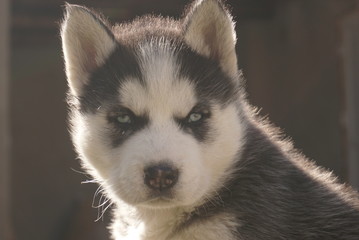 Obraz premium Closeup Siberian Husky Puppy