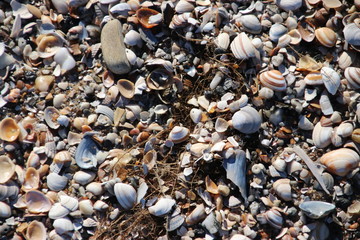 shells of the cockle sea animals in piles on the beach of Monster in The Netherlands