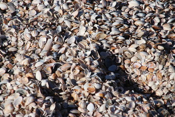 shells of the cockle sea animals in piles on the beach of Monster in The Netherlands
