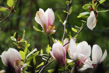 Obraz premium Flower Magnolia