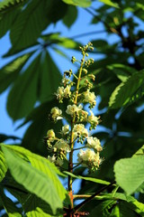 Chestnut blooms