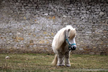 The old little pony rescued from the slaughterhouse end up in the peace of the end.