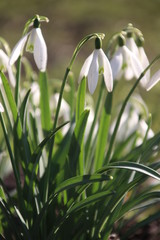 White flowers of the snowdrop flowerbulb in the grass in a park in Rotterdam the Netherlands