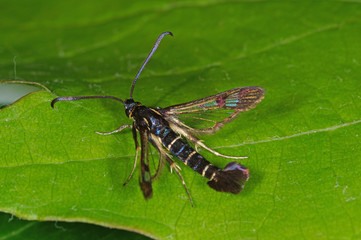 Synanthedon tipuliformis Johannisbeer-Glasflügler DE, NRW, Leverkusen 03.06.2014