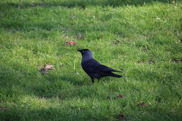 Jackday in black on green grass and crocus flowers in public parc in the Netherlands