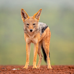 African Black-backed Jackal in natural environment