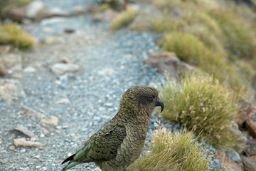 Naklejka na ściany i meble Wilder Kea Papagei in den Bergen in Neuseeland