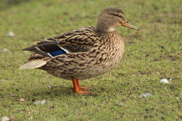 Naklejka na ściany i meble Female brown duck in the grass in a public park in Nieuwerkerk aan den IJssel in the Netherlands