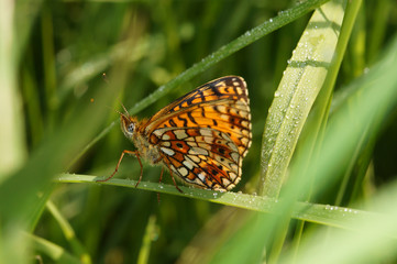 Boloria selene ([DENIS & SCHIFFERMÜLLER], 1775) Braunfleckiger Perlmuttfalter DE, NRW, Blankenheim 13.06.2014