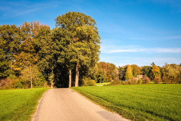 Fototapeta premium This tarmac road leads through green fields, dense forests and along farms located at the Tankenberg (near Oldenzaal) on a sunny october day but sun is setting. This is a typical Dutch landscape.