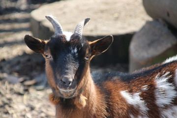 brown and white goats in the sun on a public children farm in Moordrecht in the Netherlands