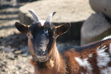 brown and white goats in the sun on a public children farm in Moordrecht in the Netherlands