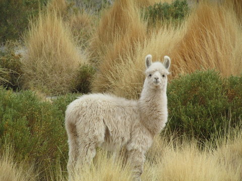 A curios llama having a look around, Bolivia