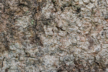 texture of tree bark of white and ocher desaturated tones