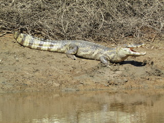 A crocodile sunning itself, Rurrenerbaque, Bolivia