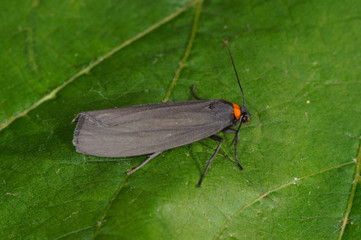 Atolmis rubricollis Rotkragen-Flechtenbärchen DE, NRW, Leverkusen 09.06.2014