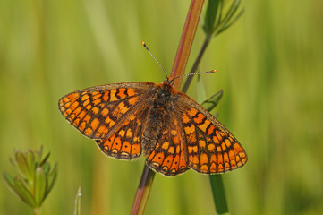 Euphydryas aurinia Goldener Scheckenfalter DE, RLP, Fuchskaute 06.06.2014