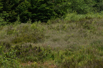 Moor bei Dahlem, Lebensraum Boloria aquilonaris Moor bei Dahlem, Lebensraum Boloria aquilonaris DE, NRW, Dahlem 13.06.2014