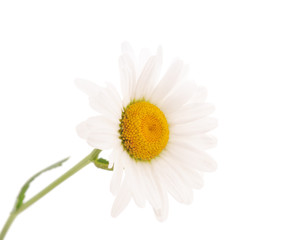 Fototapeta premium Beautiful white chamomile.