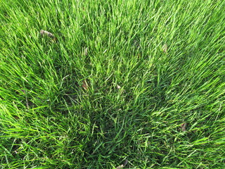 Obraz premium macro green grass and sun rays