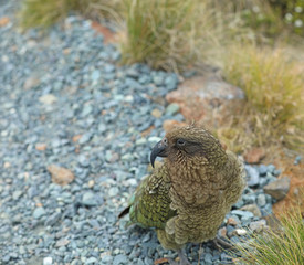 Wilder Kea Papagei in den Bergen in Neuseeland