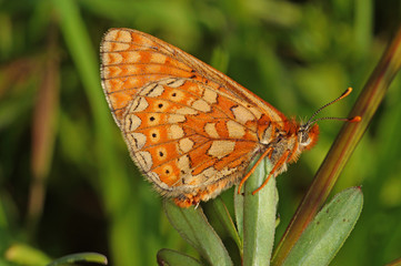 Euphydryas aurinia Goldener Scheckenfalter DE, RLP, Fuchskaute 06.06.2014