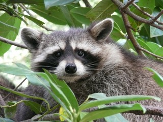 Obraz premium Head and shoulders of a Raccoon peering out from a bush