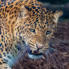 Leopard, a beautiful panther, portrait