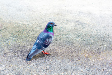 Flock of pigeons flying over the Street