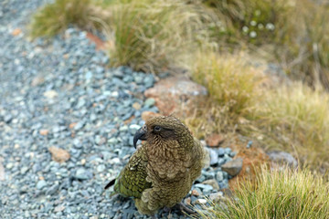 Wilder Kea Papagei in den Bergen in Neuseeland