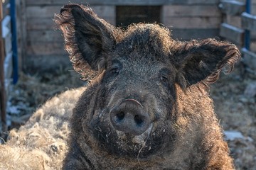 Hungarian breed curly haired mangalica pig portrait