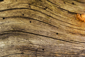 Wooden Swirls Organic Background Texture