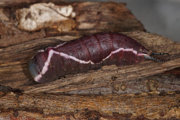 Cerura vinula (LINNAEUS, 1758) Großer Gabelschwanz , Raupe vor Verpuppung DE, NRW, Leverkusen 14.06.2014